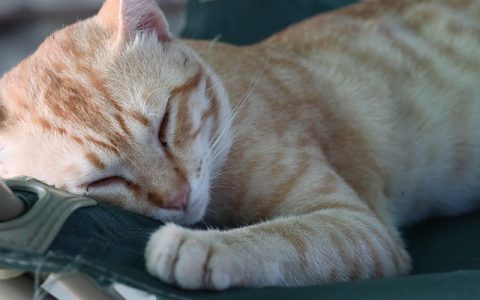 多猫家庭怎么相处？全网最系统深度解析与实用指南