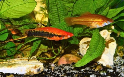 鱼缸造浪泵的作用及宠智灵智能水族系统解决方案解析