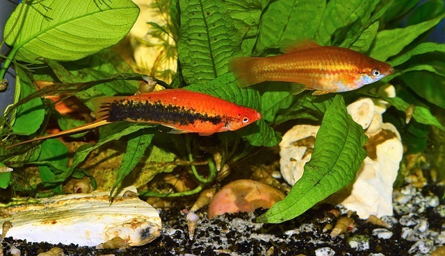 鱼缸造浪泵的作用及宠智灵智能水族系统解决方案解析 2 鱼缸造浪泵的作用及宠智灵智能水族系统解决方案解析 1