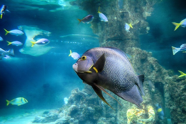 海水缸入门设备清单：新手也能搞定的全流程深度指南 3