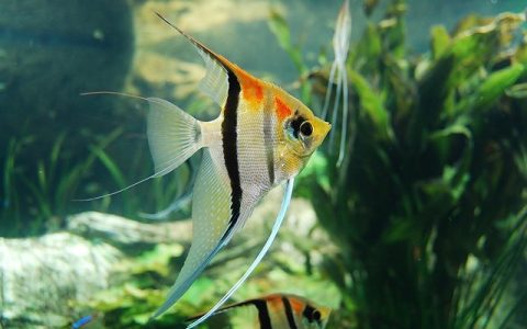 鱼缸过滤棉多久换一次？全网最权威2000字深度解析