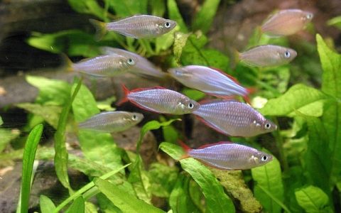 全网最全养鱼密度计算公式深度解析（含AI实操方案）