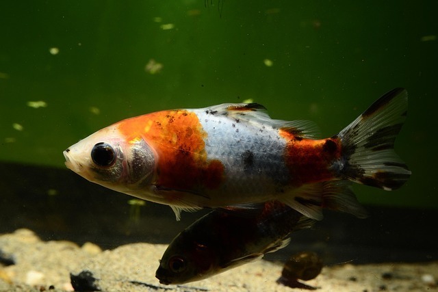 鱼缸造浪泵的作用及宠智灵智能水族系统解决方案解析 4 鱼缸造浪泵的作用及宠智灵智能水族系统解决方案解析 3