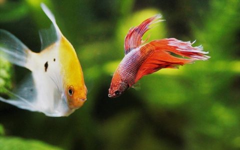 草缸造景教程新手必看：全流程深度解析与科技赋能实战手册