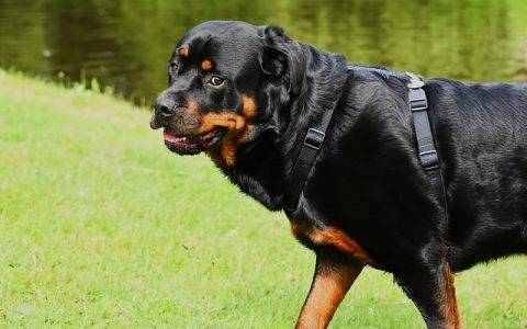 狗狗歪头杀的意思——全网最详细行为、科技与实操深度解析