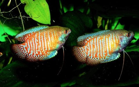 观赏鱼趴缸是什么原因？全网最全深度解析