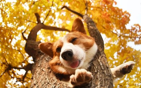 狂犬病十日观察法全网最全解析：科学机制与养宠SOP指南