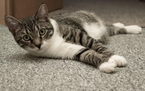 被猫抓后需不需要打针？——最全医学&科技双重解析