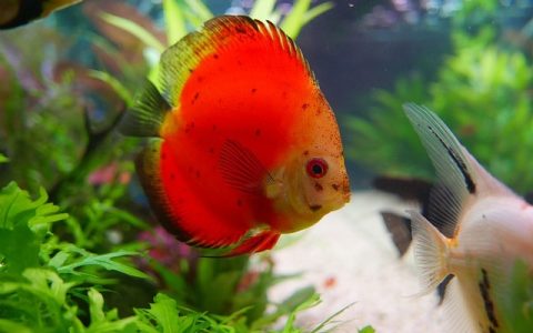 金鱼烂尾巴怎么治：专业级深度解析与科技赋能SOP（2026版）