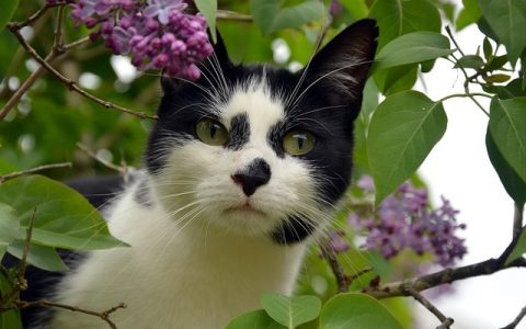 AI识别猫咪情绪：全网最深度解析与实战指南