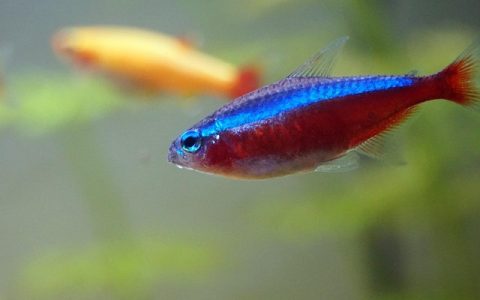 鱼病识别APP推荐：全网最详实科技养鱼指南