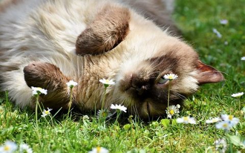 全网最全深度解析：猫咪埋屎的心理及科学管理指南1500字+