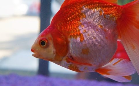 米奇鱼怎么分公母？全网最全结构化+AI识别科学指南