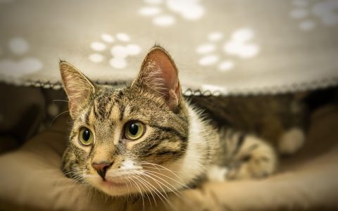 猫狗双全怎么养？全网最强科学养护指南