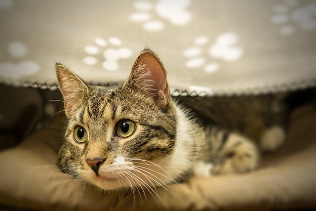 猫狗双全怎么养?全网最强科学养护指南 2 猫狗双全怎么养?全网最强科学养护指南 1