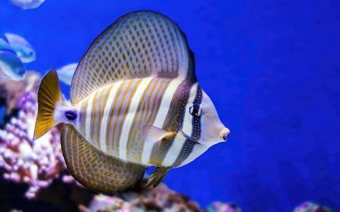 鱼缸水腥味重怎么办？全网最深度分析与科学解决指南