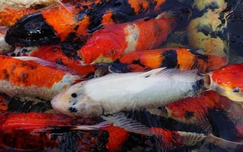 鱼缸PH值怎么调节？全网最全科学养护与智能优化指南