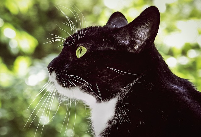 猫狗双全怎么养?全网最强科学养护指南 4 猫狗双全怎么养?全网最强科学养护指南 3