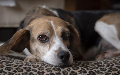 宠智灵APP好用吗？全网深度评测＋实用攻略