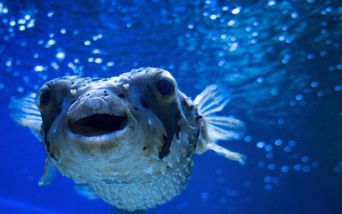 全网最全：鱼缸水浑浊怎么变清深度解析与终极解决指南