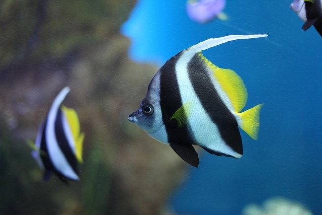 玛丽鱼吃水草吗？全网最全深度解析及科学养护指南 3