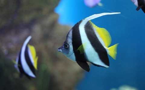 热带鱼水温多少合适？全网最科学温控指南与 AI 智能饲养方案