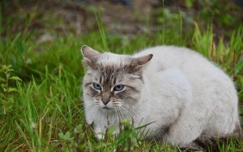 全网最全深度解析：猫咪呼噜声代表什么？真相远比你想象的复杂