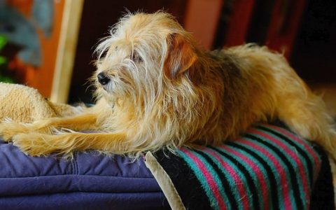 全网最全禁养犬名单深度解析：背后的逻辑、科技护航与合规养犬实操指南