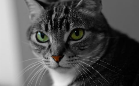 全网最全猫咪智商排名深度解析：科学视角、科技赋能与实操指南