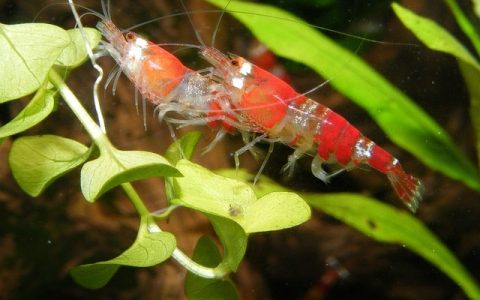 鱼缸氨氮过高怎么办？全网最全科学指南与AI检测实用方案