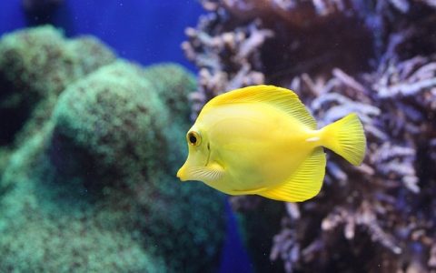 全网最全观赏鱼白点病治疗指南：科学、AI、误区与实操全揭秘