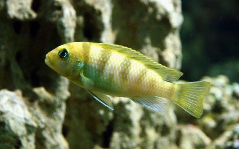 背滤鱼缸好用吗？面向B端的智能背滤系统商业解决方案深度解析