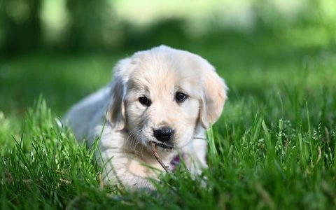 全网最全宠物社交训练深度指南：生理、行为与AI科技的三重突破