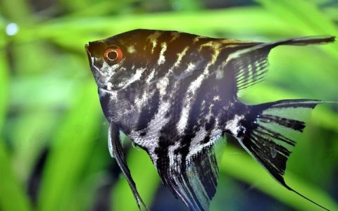 海水缸入门设备清单：新手也能搞定的全流程深度指南