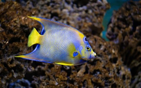 鱼缸爆氧的作用全解析：从生理机制到AI科技应用的权威指南