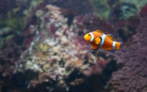 智能鱼缸优缺点评测：2026权威深度解析及选购全指南