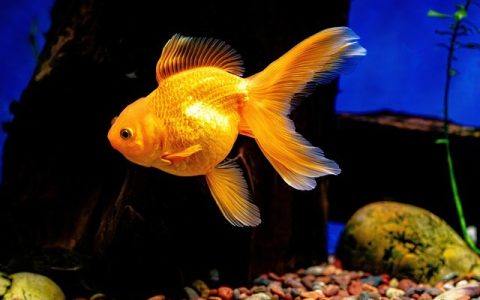 全网最全鱼缸长藻深度处理指南：从根源抑制到 AI 智能防控全方案