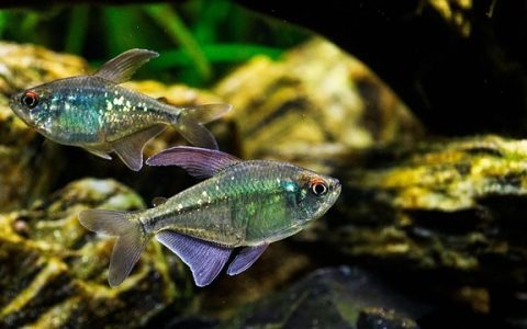 拍照识别观赏鱼全网最全深度解析：AI如何改变养鱼生态