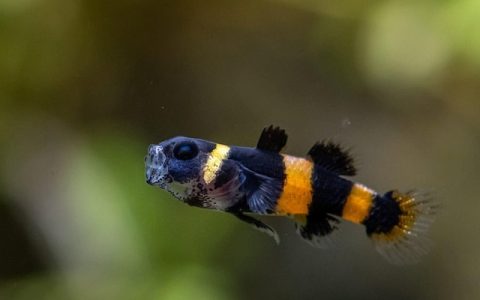 鱼缸怎么培养硝化细菌：全网最详细科学流程指南