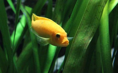 水草液肥怎么加？全网最全科学SOP与AI监控深度解析
