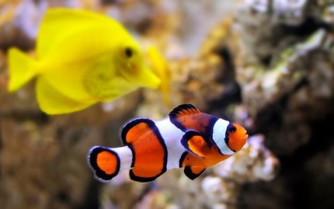 全网最全液态碳有用吗？深度解析宠物水族碳源的科学真相