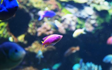 招财鱼不吃食怎么办？全网最深度1500字权威解析与实操指南