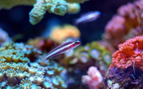 原生缸造景技巧全网最全指南：科学还原、进阶布局与AI监控全流程