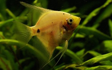 虎皮鱼混养禁忌全网最全深度解析：15年临床兽医的底线建议