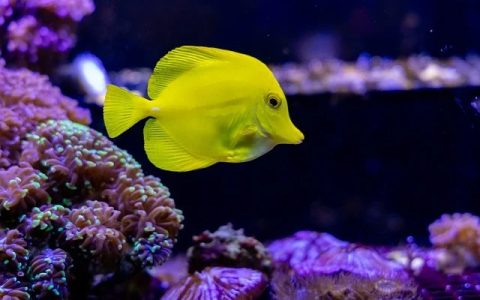 鱼缸摆放风水禁忌全网最全：科学解读+AI辅助优化指南
