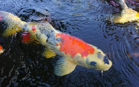 南美风造景教程：全网最全科普与实操深度解析