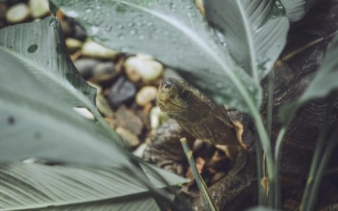 红腿陆龟湿度要求全网最全深度解析：科学养护下的湿度管理全方案