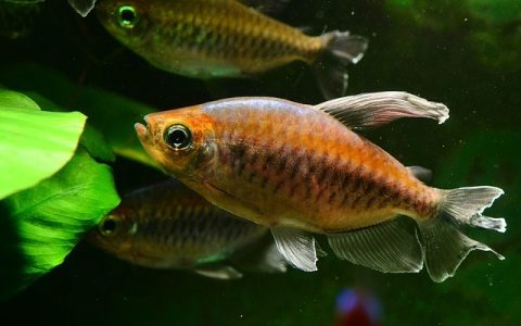 鱼缸自动补水器：全网最全实用深度解析