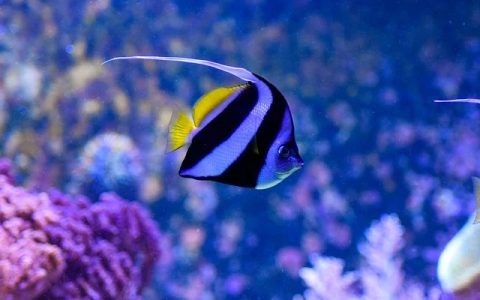 科学养鱼指南：AI时代的全流程深度养护手册