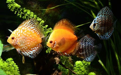 鱼缸漏水急救全网最深度指南：科学诊断与高效修复